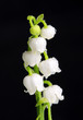 Lily of the Valley