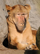 Foto: Loew/Pav Loew/Pav