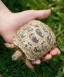 The little turtle