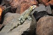 iguane au soleil