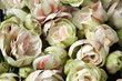 amaryllis 17