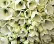 amaryllis 18