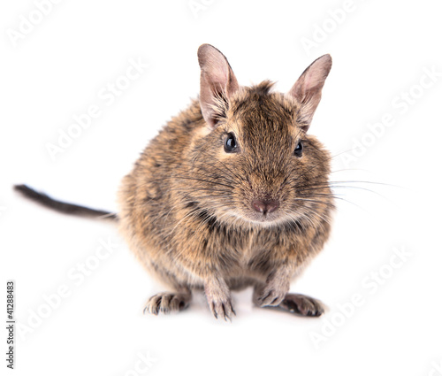 Photo: Degu baby 4 month Degu baby 4 month
