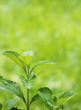 stevia rebaudiana branch close up over green
