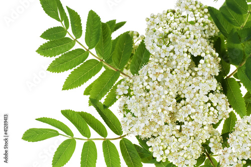 Photo: rowan white flowers rowan white flowers