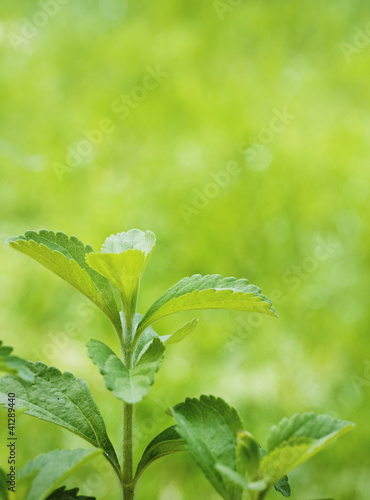Foto: stevia rebaudiana branch close up over green stevia rebaudiana branch close up over green