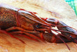 Gambero di fiume 小龙虾 Gambero di fiume 小龙虾