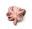 Small octopus on white background