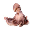 Small octopus on white background Small octopus on white background