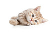 pretty baby kitten lying pretty baby kitten lying