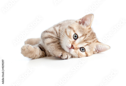 Foto: pretty baby kitten lying pretty baby kitten lying
