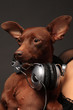 portrait of dog with headphones