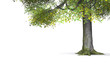 Baumdetails freigestellt 01