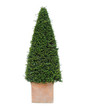 Yew tree