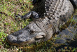 Alligator Head
