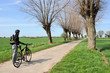 Radfahrer an der Baumallee