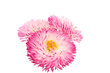 marguerite isolated