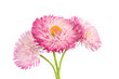 marguerite isolated