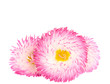marguerite isolated