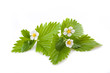 strawberry flowers