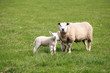 sheep mother and baby sheep mother and baby