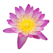Beautiful lotus isolated on white background Beautiful lotus isolated on white background