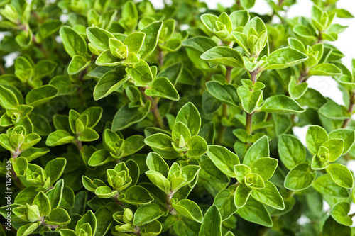 Photo: Oregano Oregano
