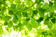 Green leaves background