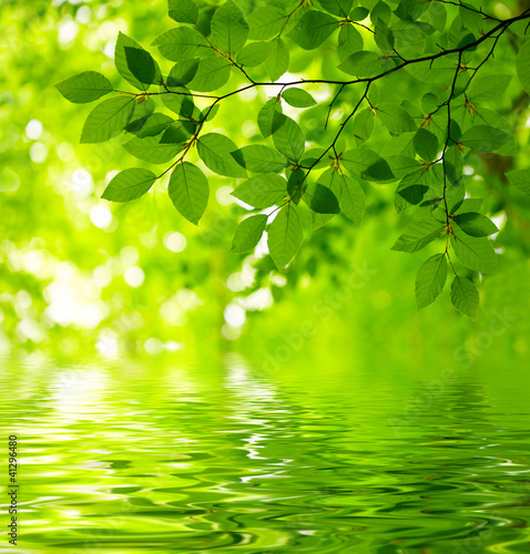 Photo: Green leaves Green leaves