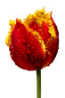 tulipan