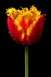 tulipan