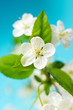 White Cherry Blossoms.