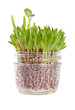 Patch of Grass Growing in a Little Jar