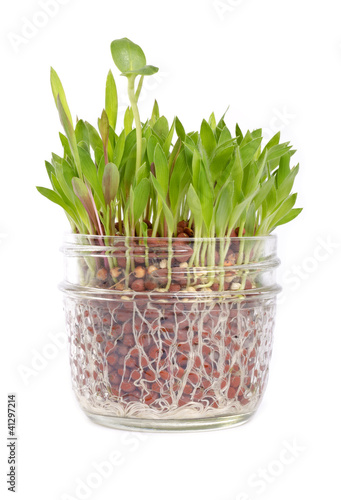 Photo: Patch of Grass Growing in a Little Jar Patch of Grass Growing in a Little Jar
