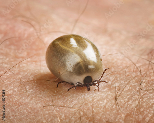 Foto: Tick Tick