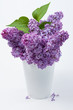Lilac (Syringa vulgaris)