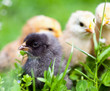 Group of baby chicks in grass Group of baby chicks in grass