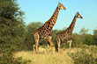 Giraffen