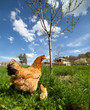 Chicken with babies
