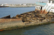 Abandoned ship with sea lions07 Abandoned ship with sea lions07