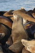 Sea lion Sea lion