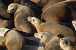 Foto: Group of sea lions Group of sea lions