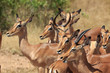 Impala Herde
