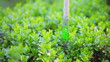 Video: Painting green grass with brush, ecological funny concept Painting green grass with brush, ecological funny concept