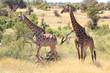 Giraffen