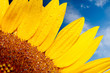 Foto: Sunflower on a background of the cloudy blue sky Sunflower on a background of the cloudy blue sky