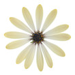 fine yellow osteospermum daisy isolated on white background
