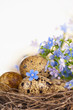 on a sacking nest, quail eggs and forget-me-not flowers on a sacking nest, quail eggs and forget-me-not flowers