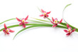 Pink orchid with leaf