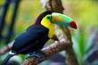 Tucan from Costa Rica